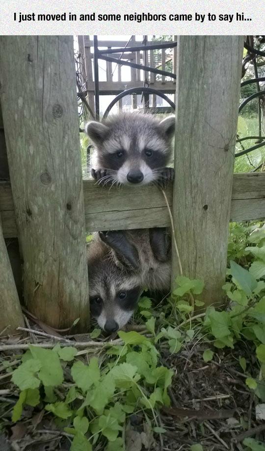 uusia naapureita.jpg